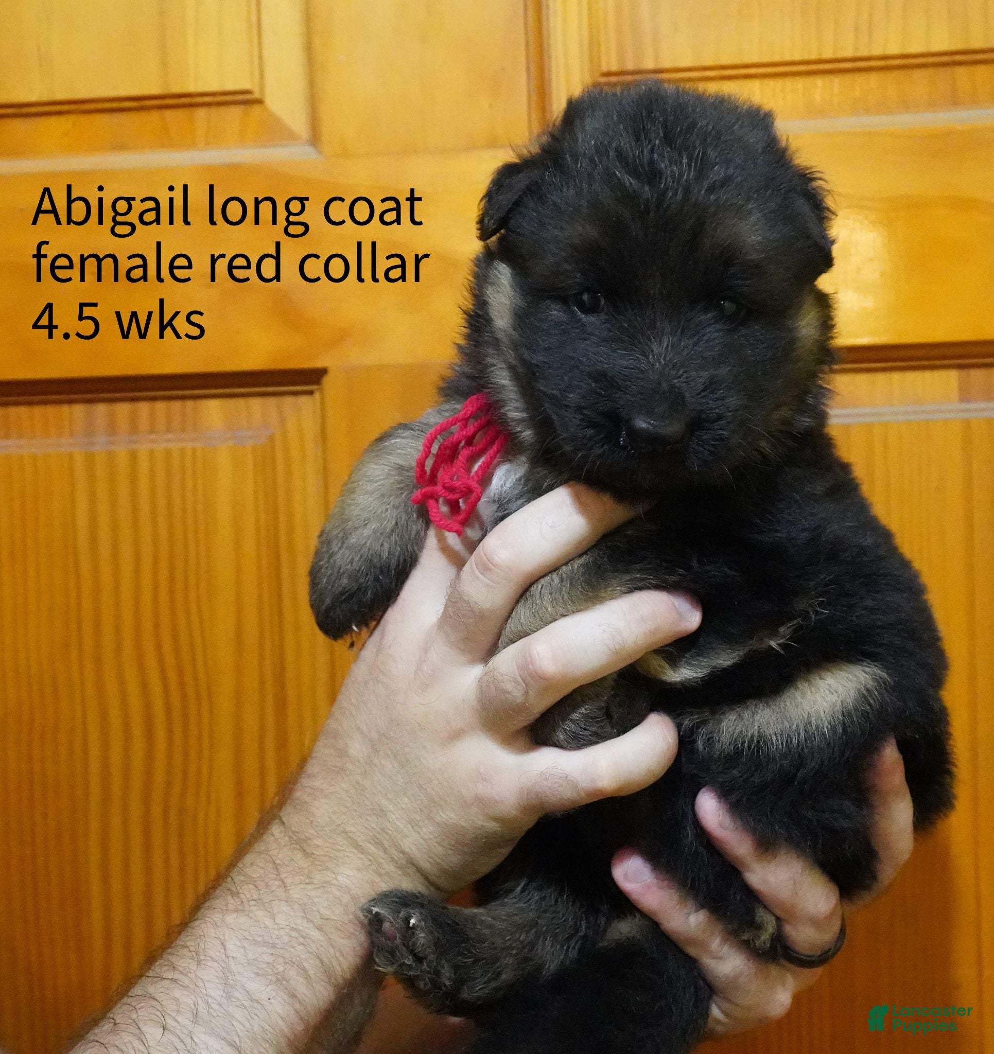 German Shepherd dogs German Shepherd 3 - Ad 34