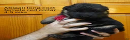 German Shepherd dogs for sale: German Shepherd 3 - Ad 1