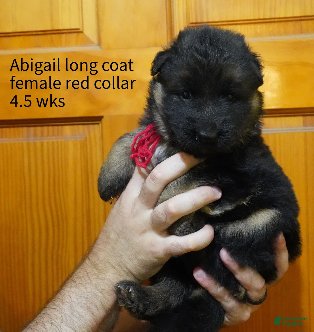 German Shepherd dogs for sale: German Shepherd 3 - Ad 1
