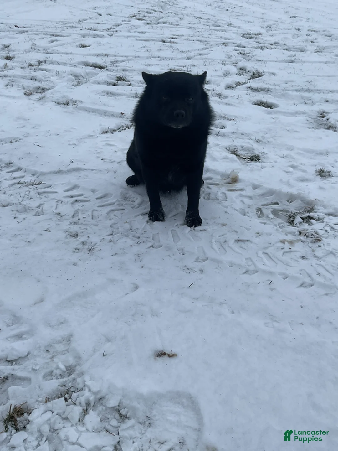 Pomsky dogs for sale: Mia  - Ad 7