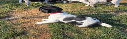 German Shorthaired Pointer dogs for sale: German Shorthaired Pointer (red collar) - Ad 4