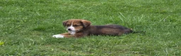 Mixed Breed dogs for sale: Mixed Breed Puppy 2 - Ad 4