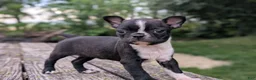 Boston Terrier dogs for sale: Peanut - Ad 2