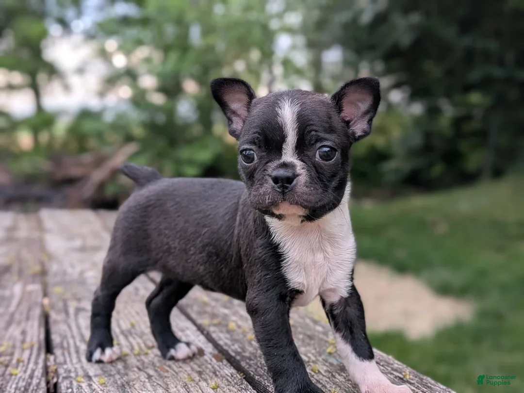 Boston Terrier dogs for sale: Peanut - Ad 2