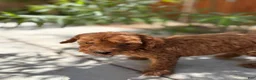 Standard Poodle dogs for sale: Bella - Ad 7