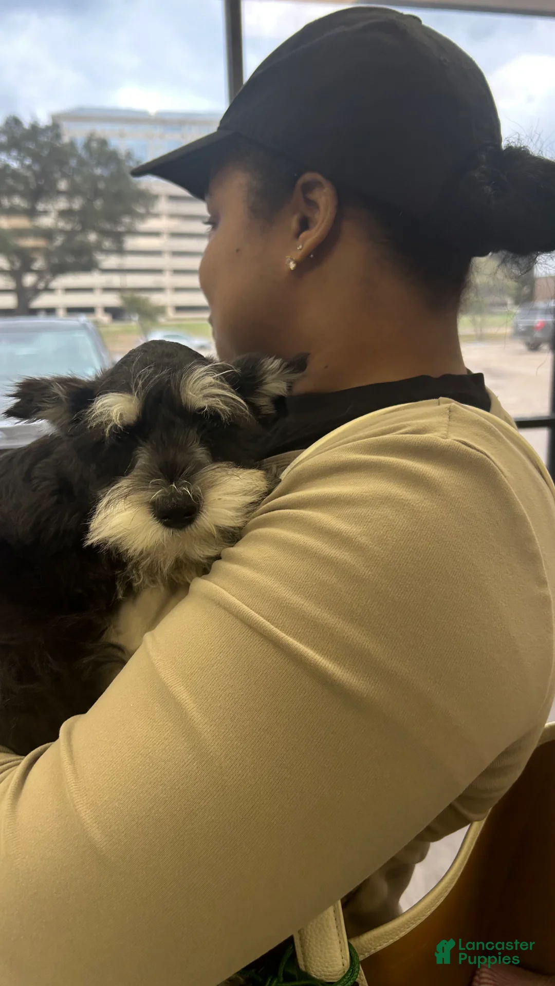 Miniature Schnauzer dogs for sale: Miniature Schnauzer 1 - Ad 2