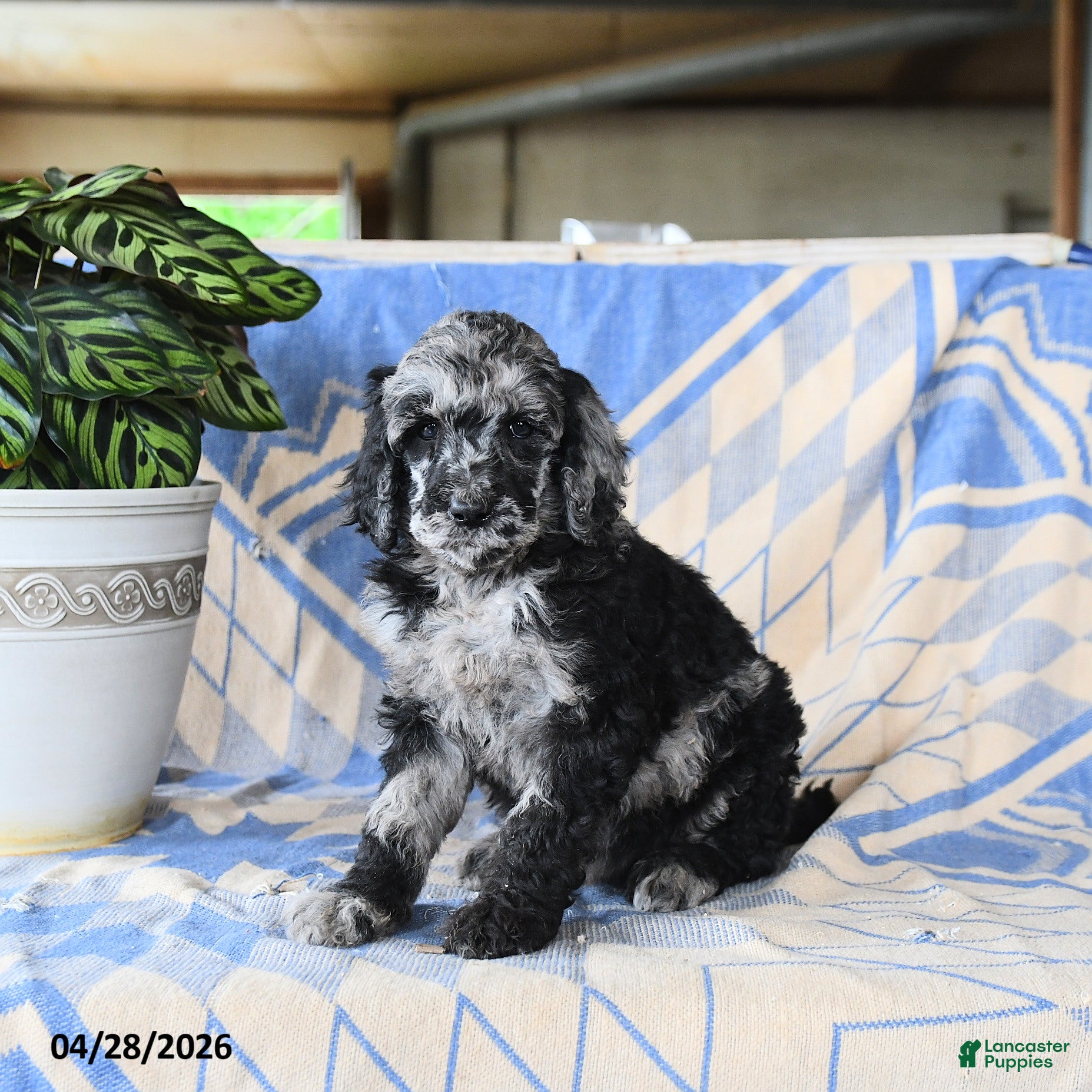 Standard Poodle dogs Polina - Ad 1