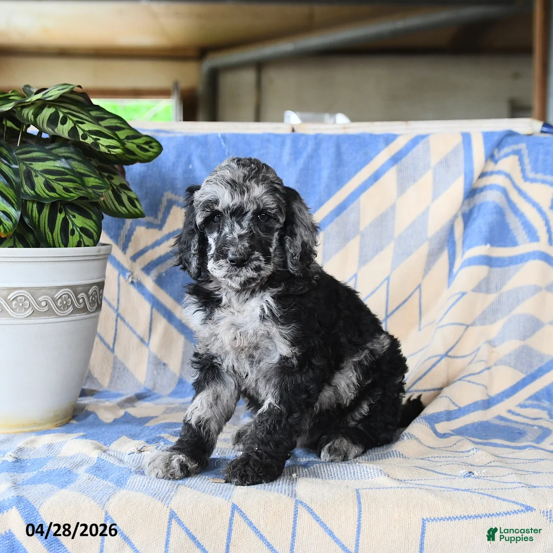 Standard Poodle dogs for sale: Polina - Ad 1