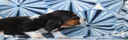 Basset Hound dogs for sale: Mr. Howard - Ad 3