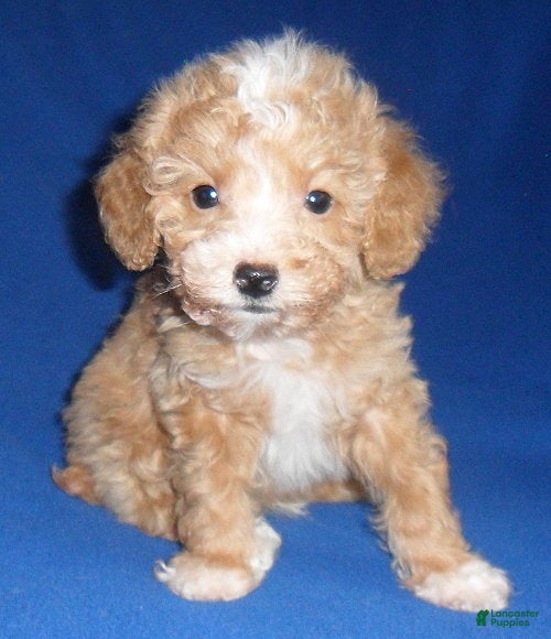 Miniature Poodle dogs Peanut - Ad 1