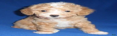 Peanut