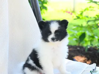 Pomeranian dogs for sale: Willow - Ad 4