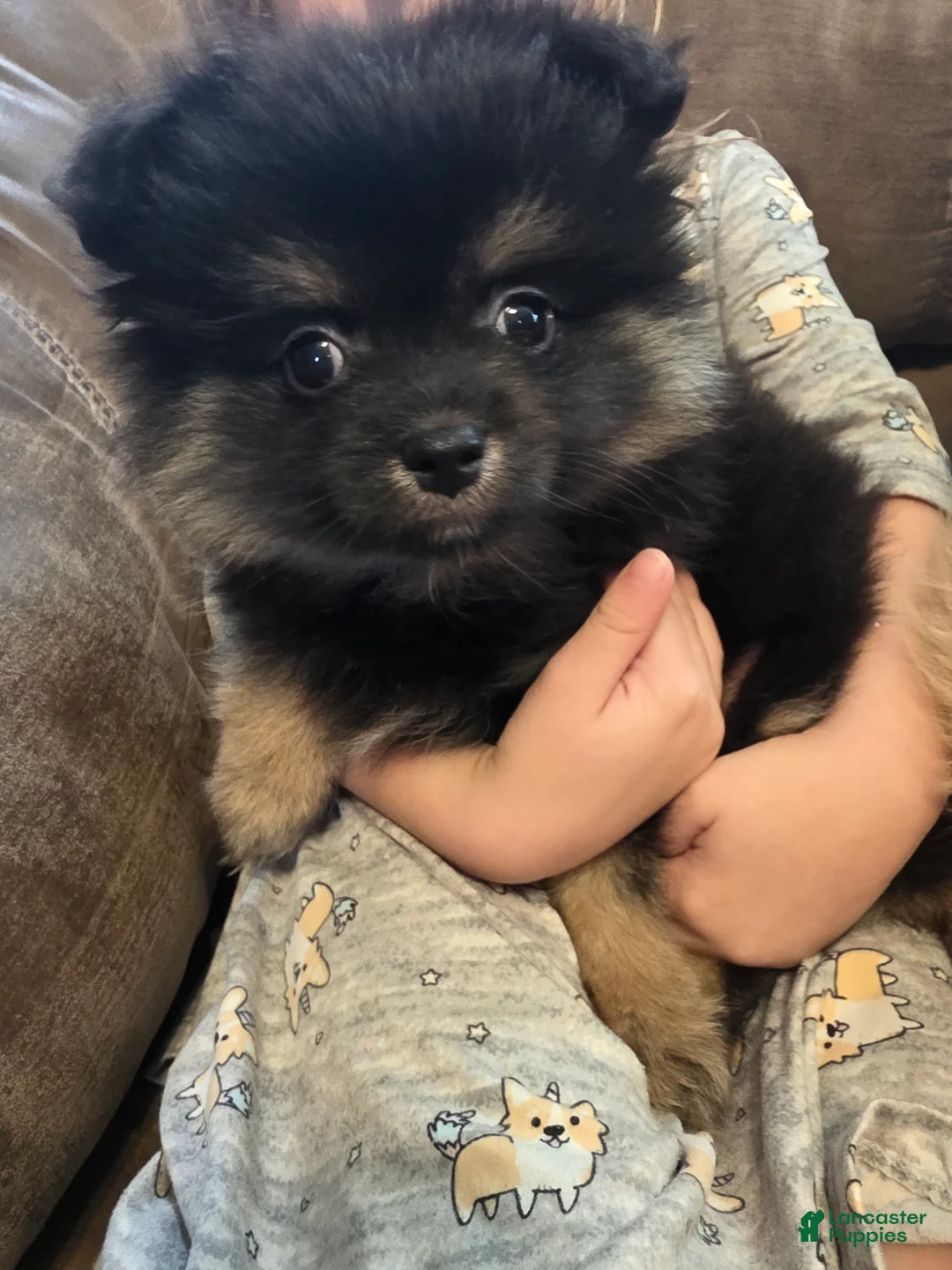 Pomapoo dogs for sale: Pomapoo 2 - Ad 3