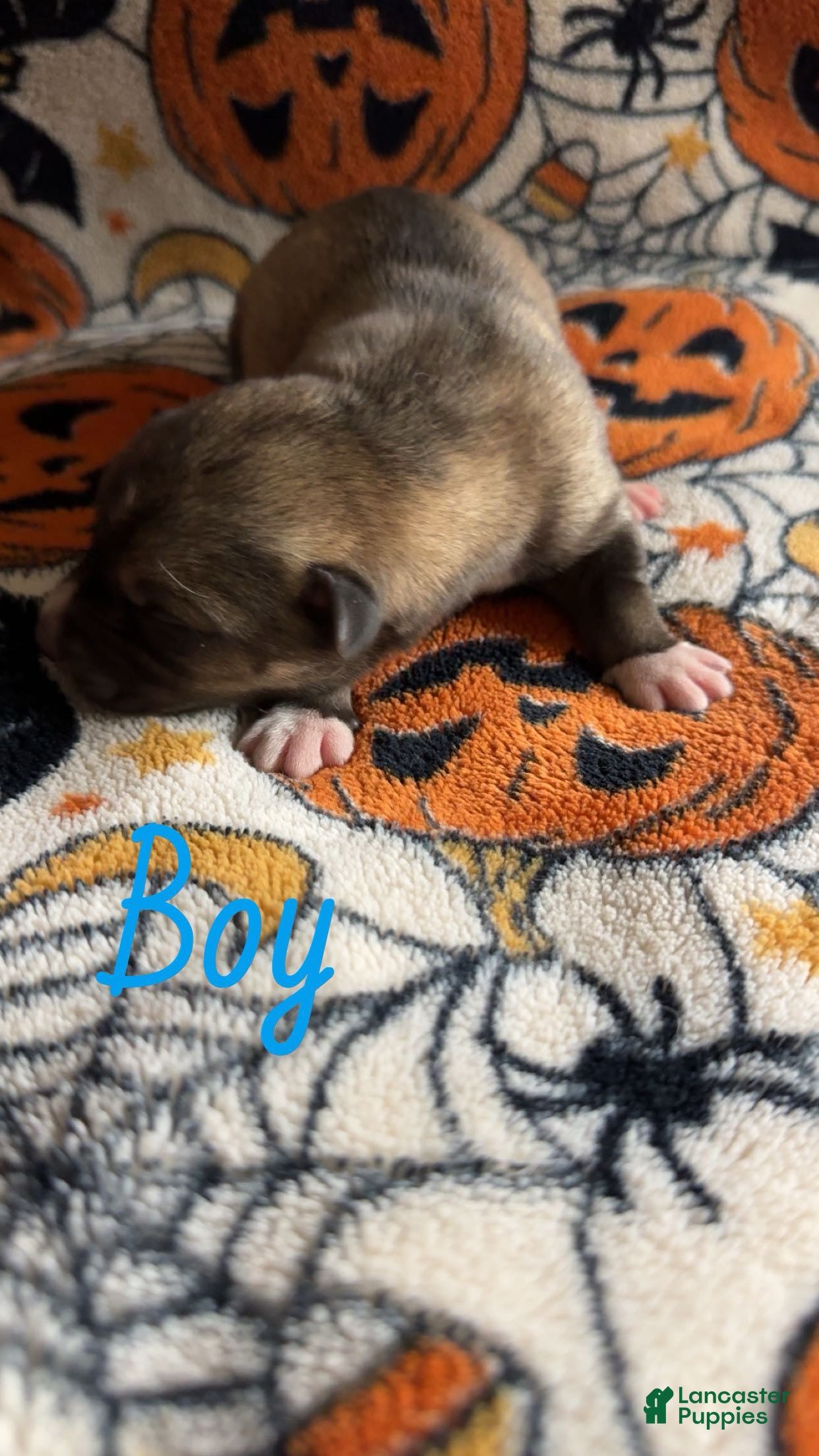 Siberian Husky dogs for sale: Brown boy - Ad 28