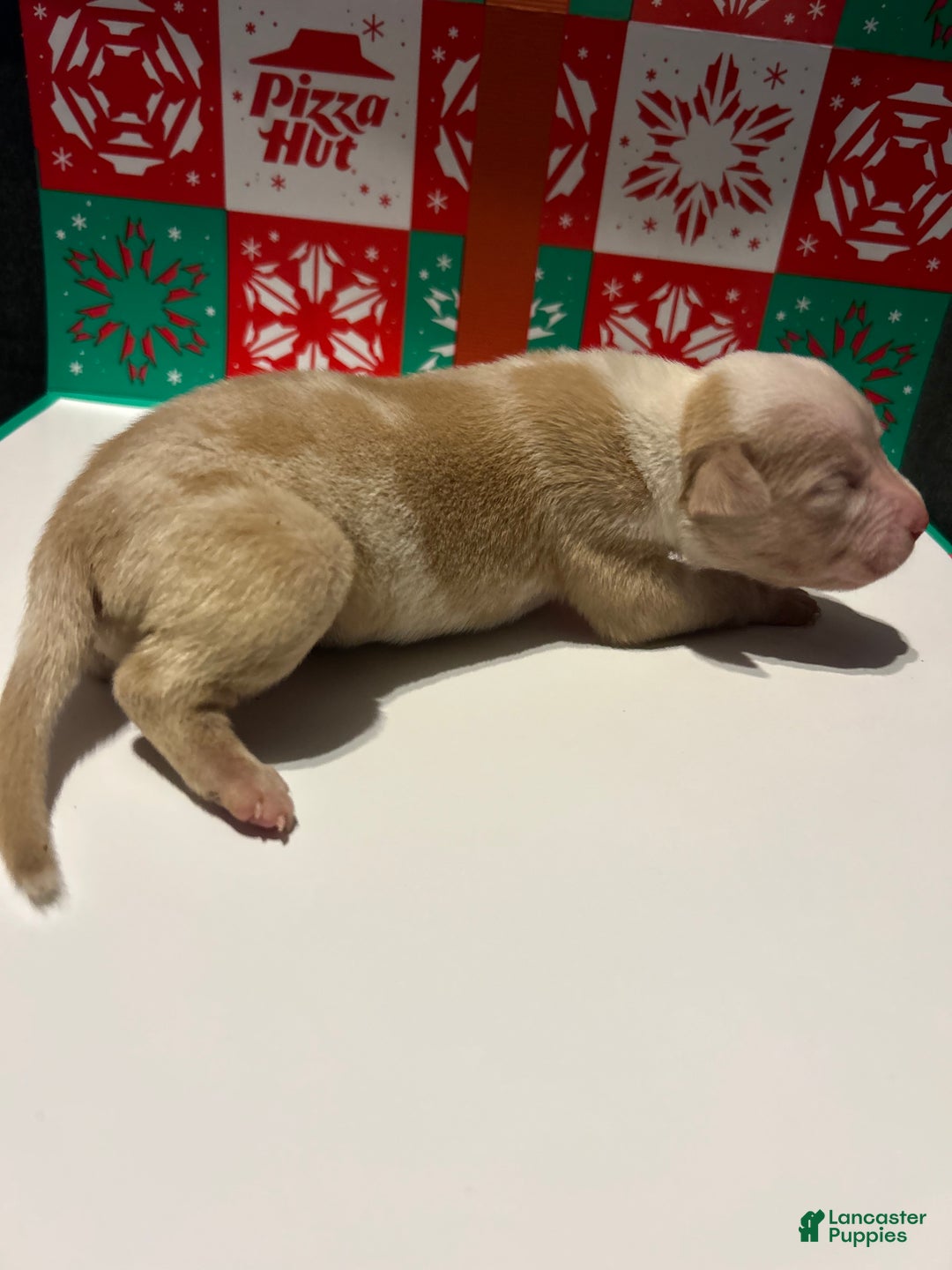 American Bully dogs for sale: American Bully Puppy 8 - Ad 1