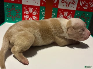 American Bully dogs American Bully Puppy 8 - Ad 6