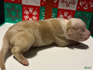 American Bully dogs American Bully Puppy 8 - Ad 17