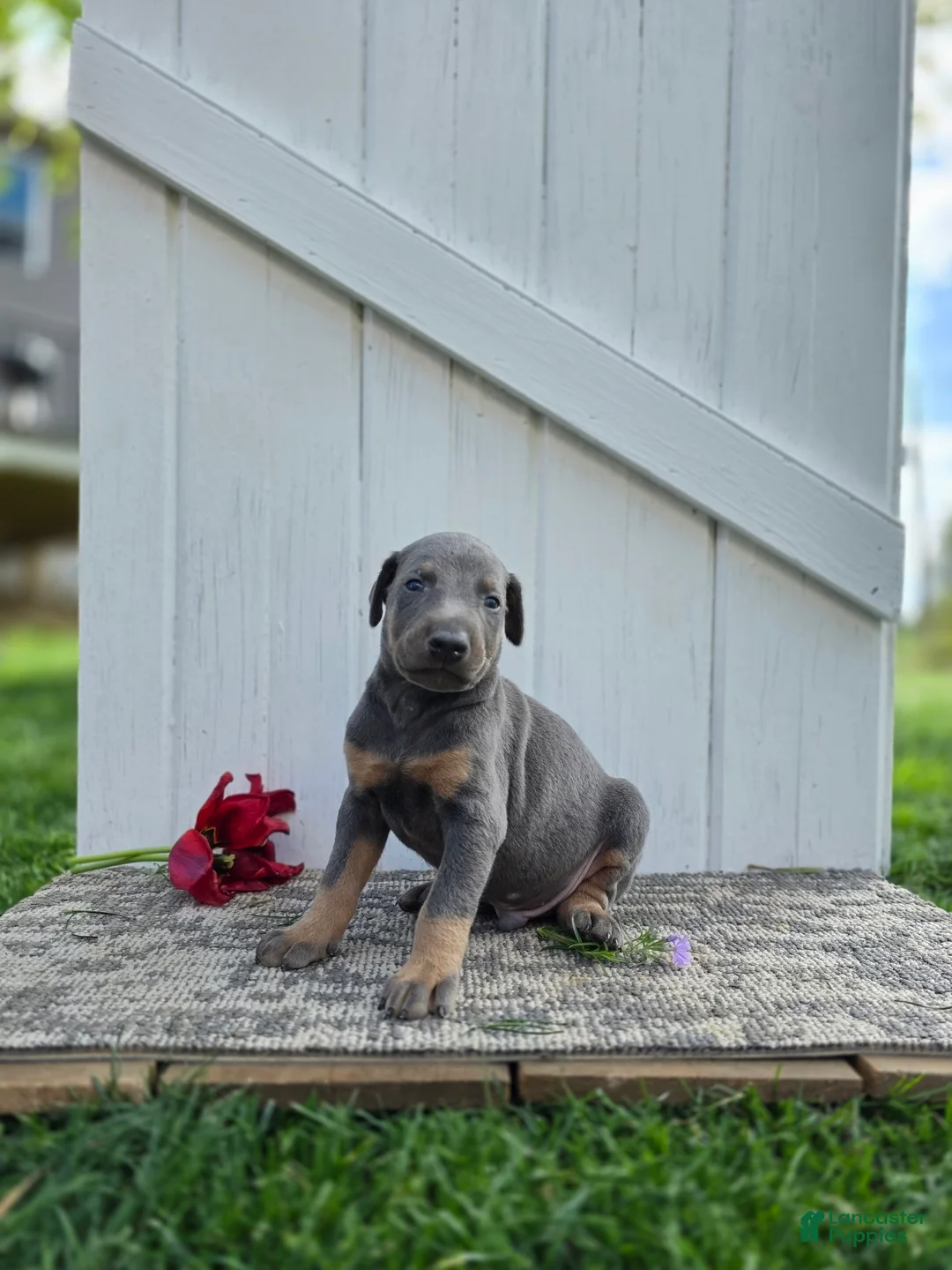 Doberman Pinscher dogs for sale: Jacob - Ad 3