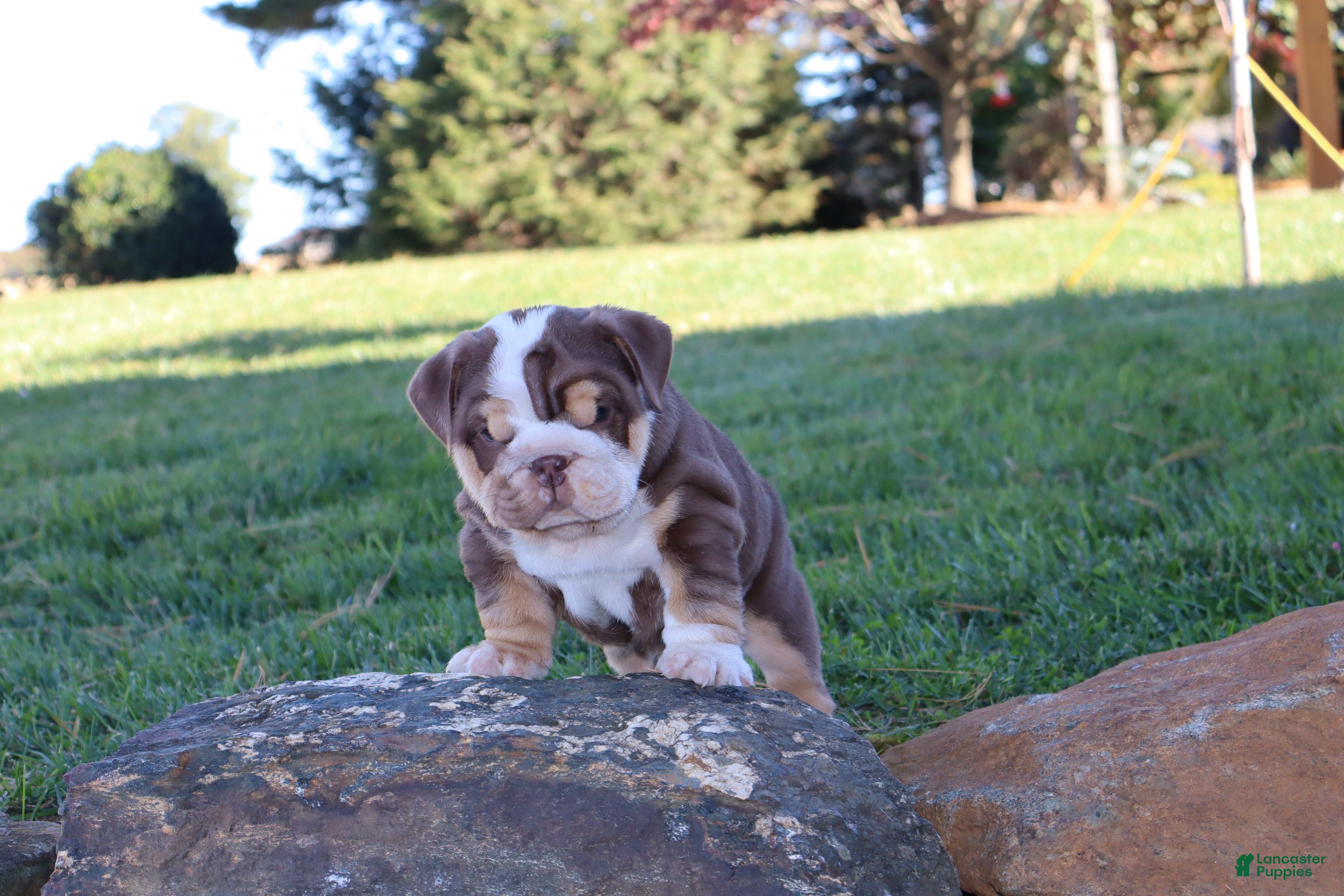 English Bulldog dogs for sale: Owen Grant - Ad 1