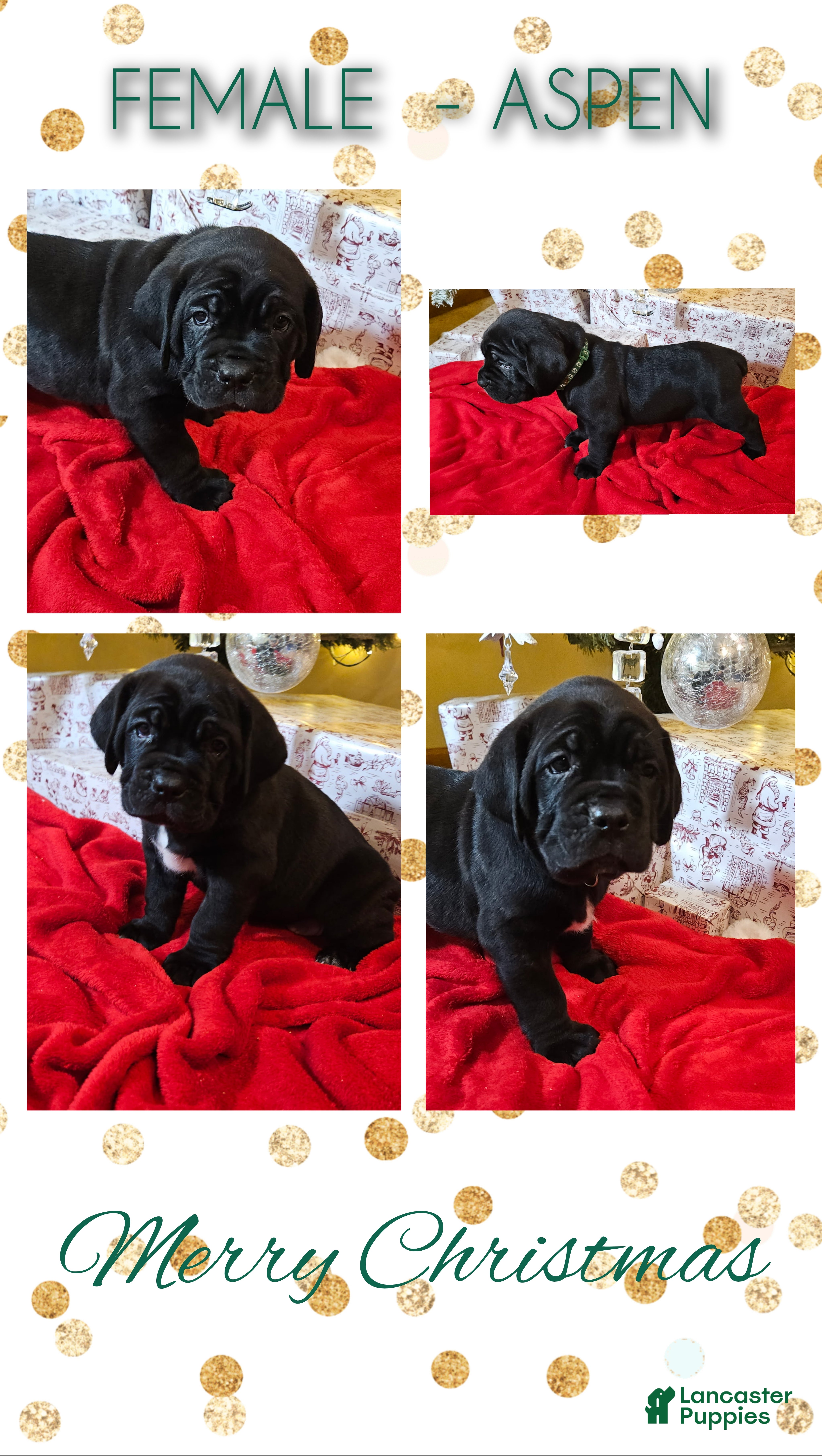 Cane Corso dogs Cane Corso Female Puppy Aspen - Ad 35