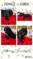 Cane Corso Female Puppy Aspen
