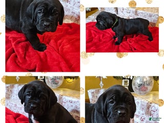 Cane Corso dogs Cane Corso Female Puppy Aspen - Ad 35