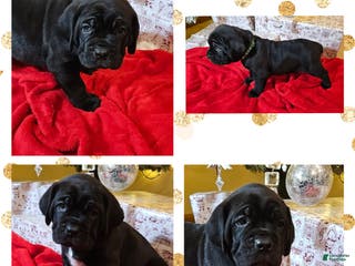 Cane Corso dogs Cane Corso Female Puppy Aspen - Ad 19