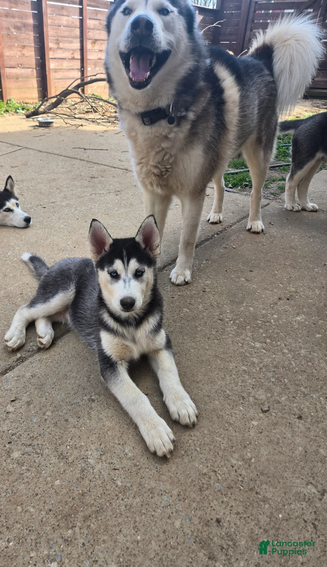 Siberian Husky dogs for sale: Siberian Husky Puppy 1 - Ad 2