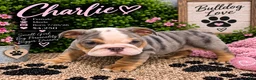 English Bulldog dogs for sale: Charlie - Ad 2