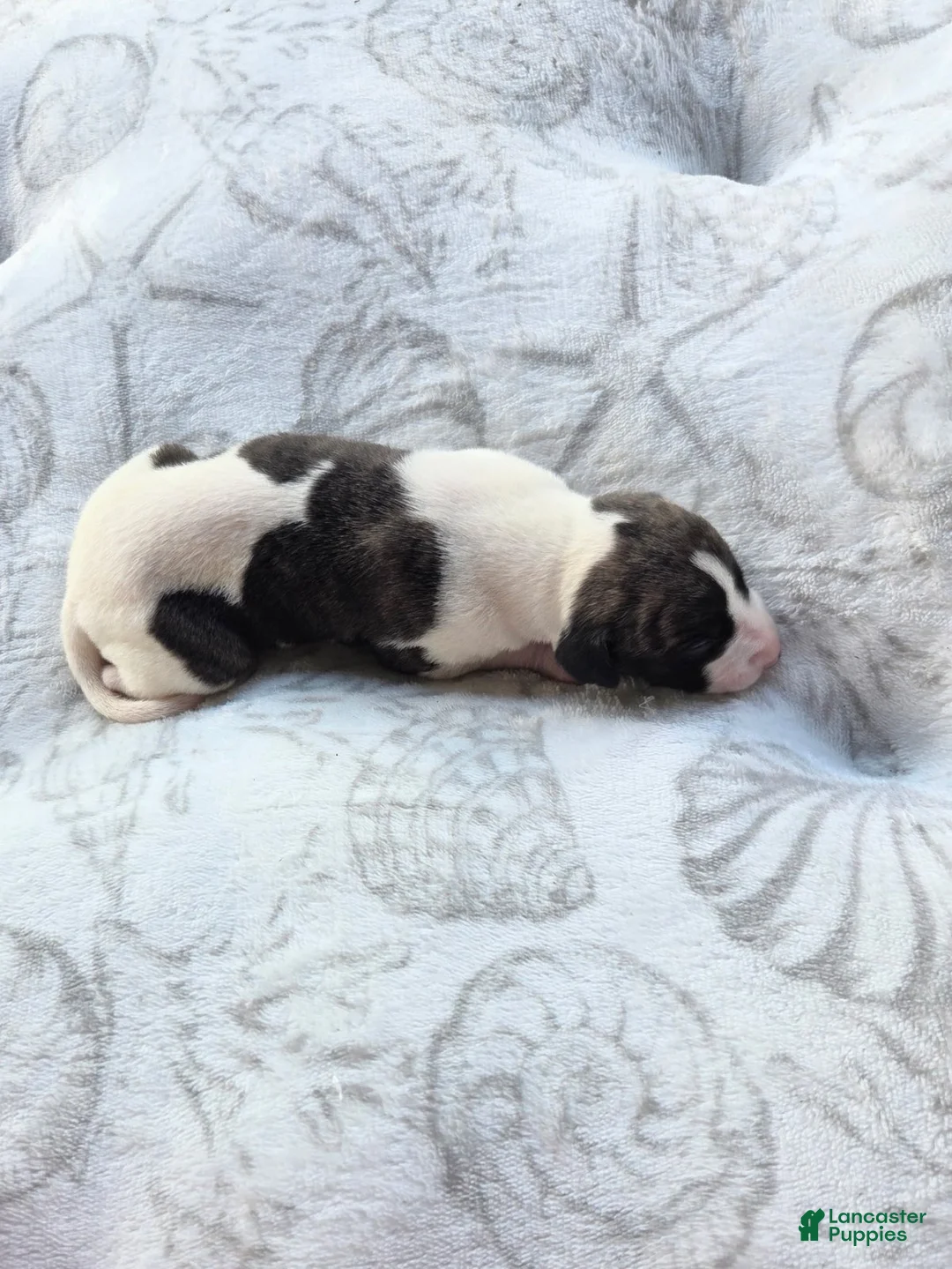 Whippet dogs for sale: Boy 8 - Ad 3