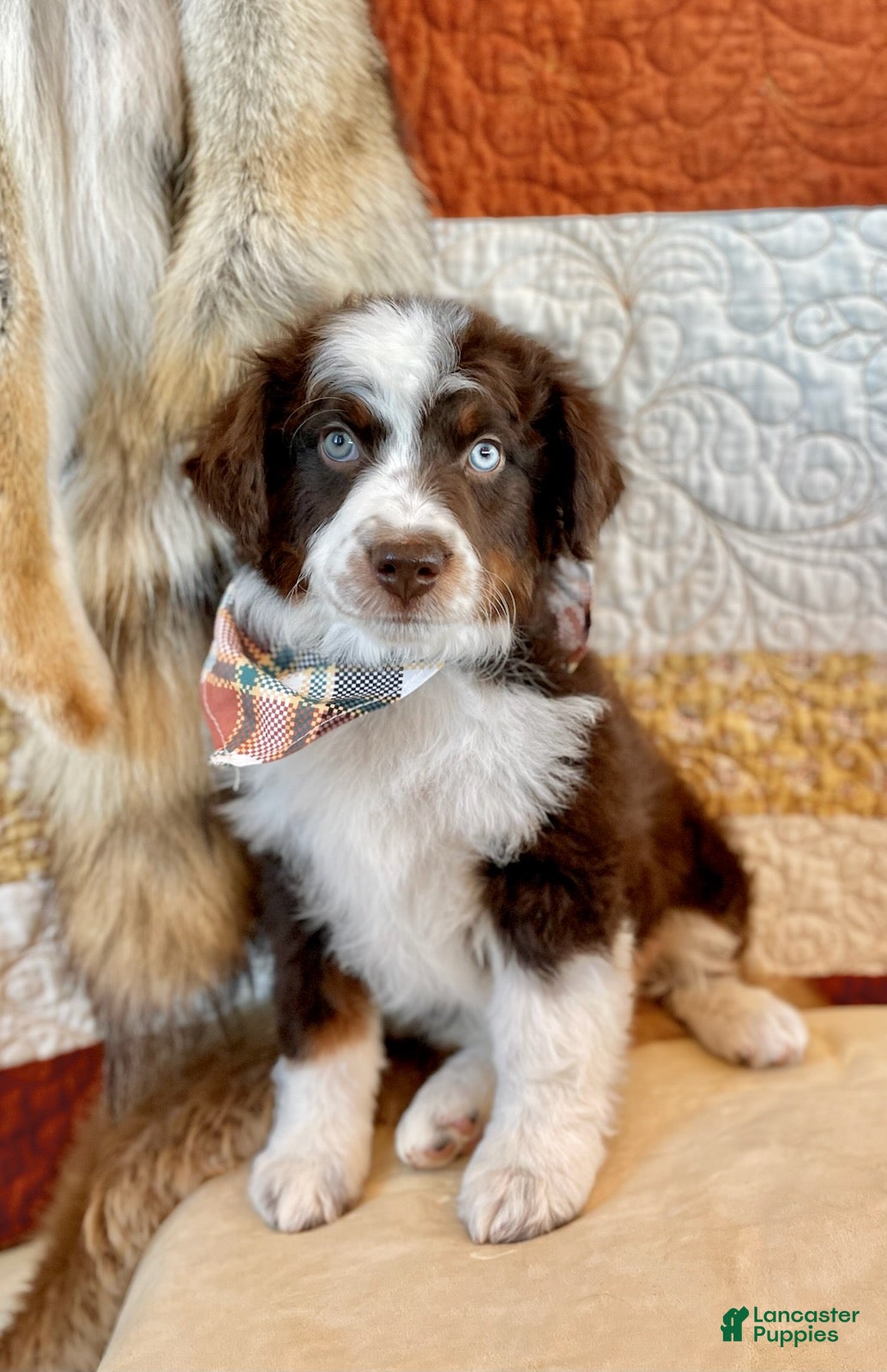Aussiedoodle dogs Captain Hook - Ad 1