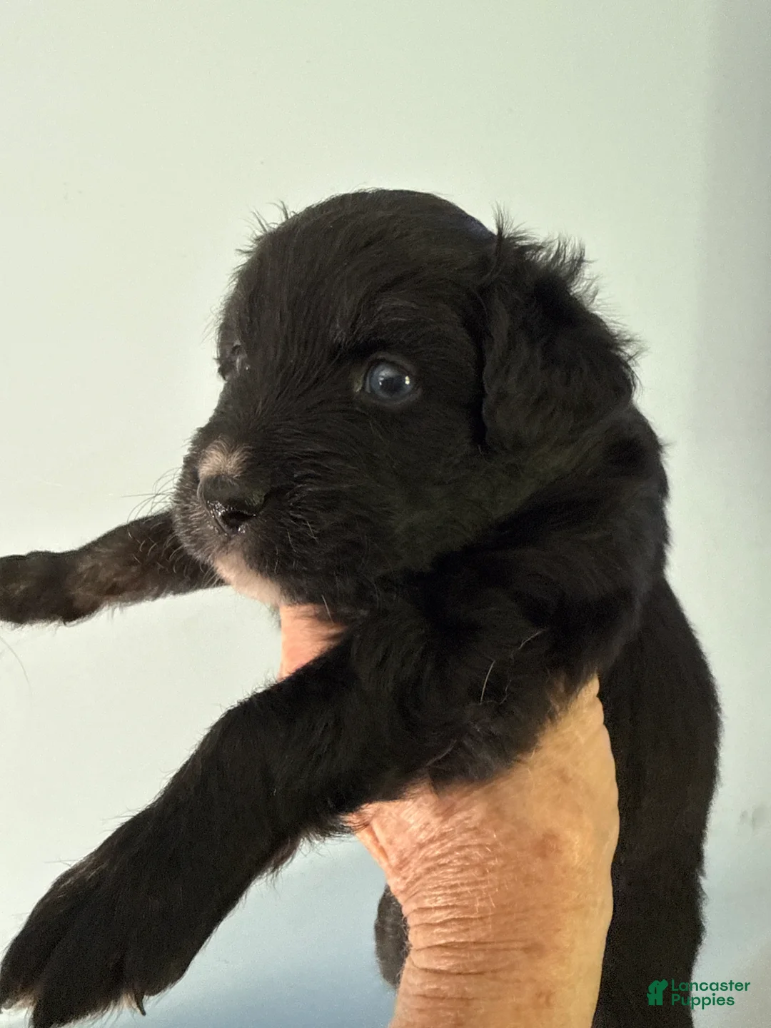 Mixed Breed dogs for sale: Pete - Ad 2