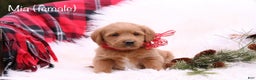 Labradoodle dogs for sale: Mia - Ad 1