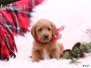 Labradoodle dogs Mia - Ad 5