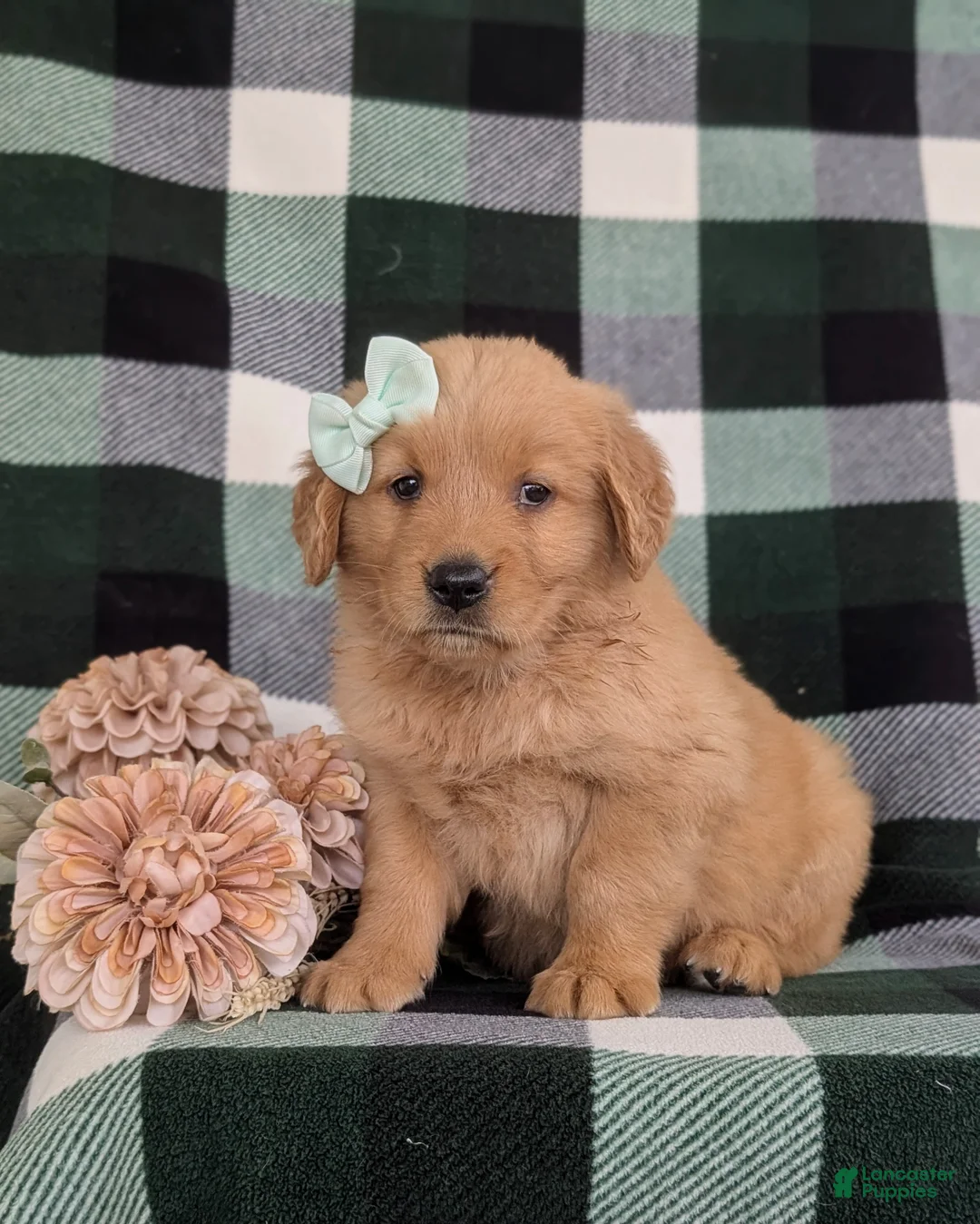 Golden Retriever dogs for sale: Maisy - Ad 1