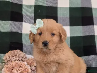 Golden Retriever dogs for sale: Maisy - Ad 1