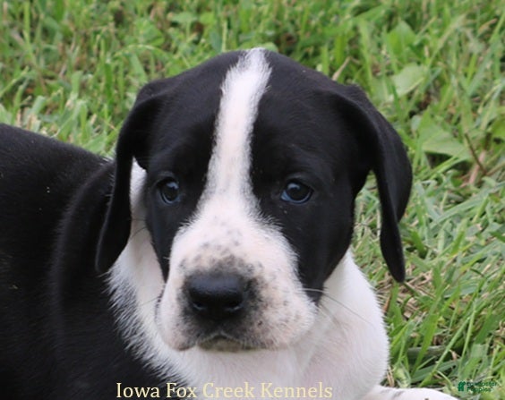 Great Dane dogs Great Dane 3 - Ad 1