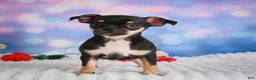Chihuahua dogs for sale: Charlie - Ad 5