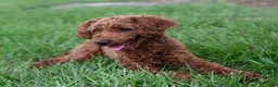 Toy Poodle dogs for sale: AKC Buddy - Ad 11