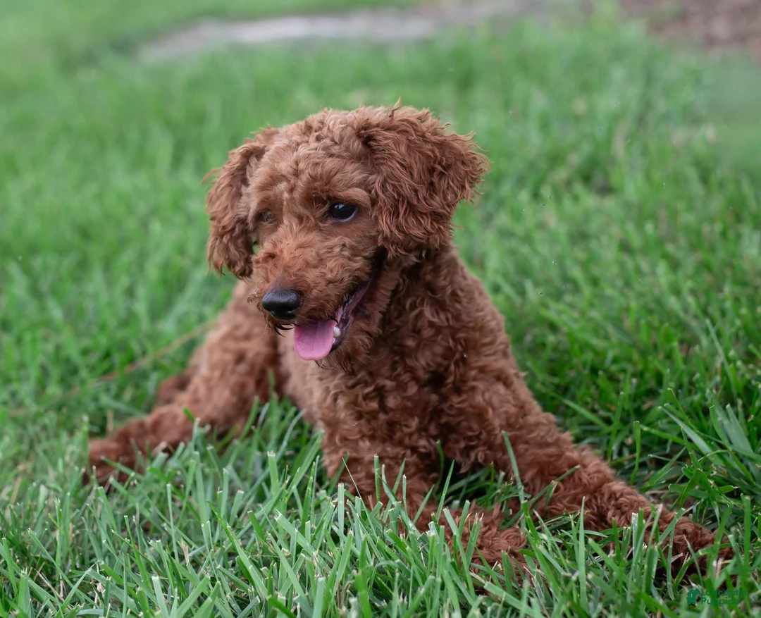 Toy Poodle dogs for sale: AKC Buddy - Ad 11