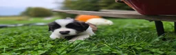 Saint Bernard dogs for sale: Penny - Ad 3