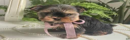 Yorkshire Terrier dogs for sale: Cali - Ad 5