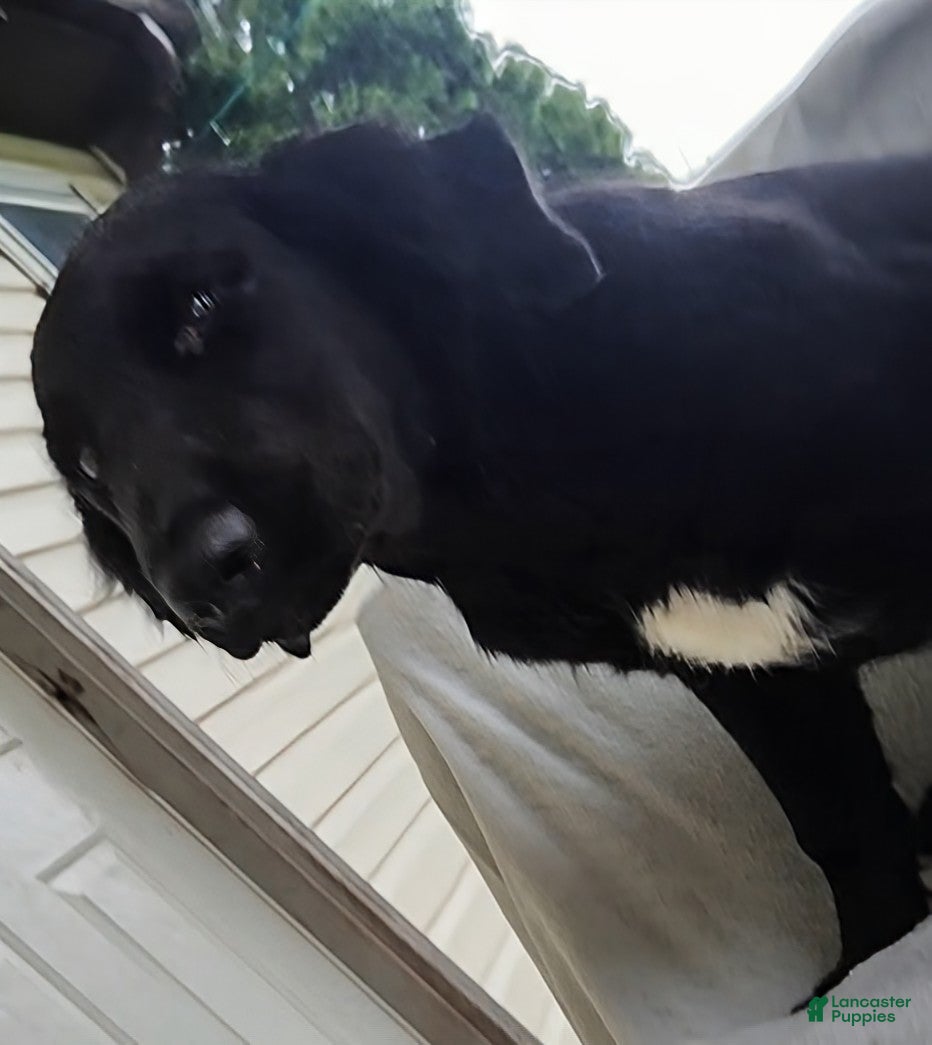 Mixed Breed dogs Robbie - Ad 1