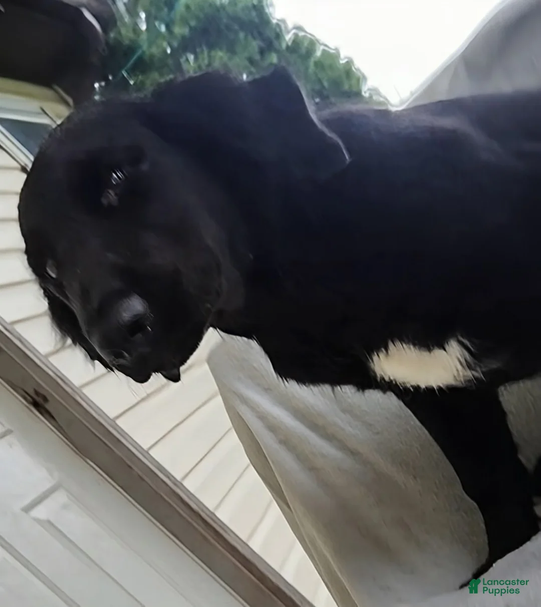 Mixed Breed dogs for sale: Robbie - Ad 1