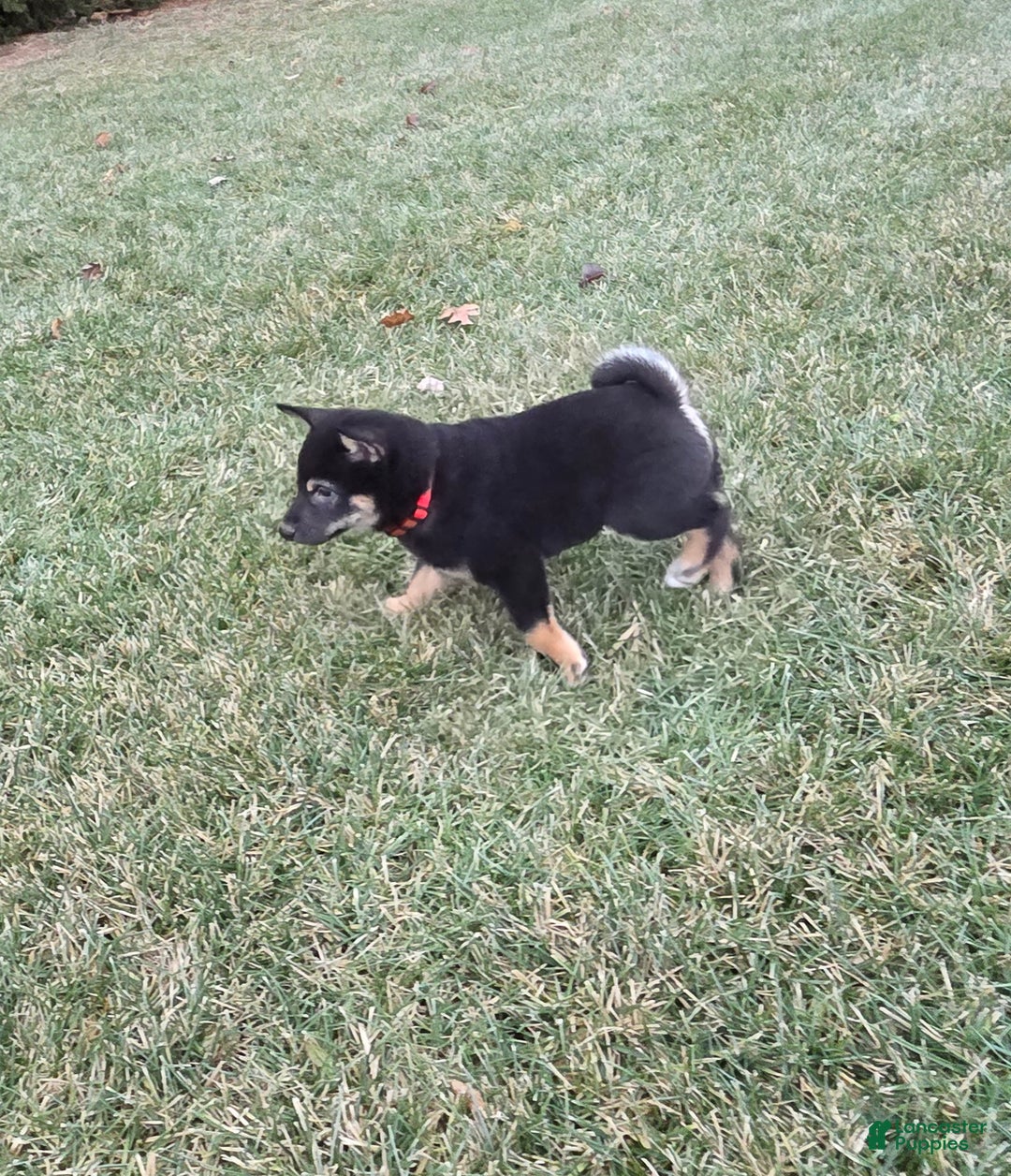 Shiba Inu dogs for sale: Max - Ad 5