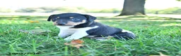 Rat Terrier dogs for sale: Zuma - Ad 4