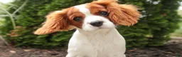 Cavalier King Charles Spaniel dogs for sale: Izzy - Ad 3