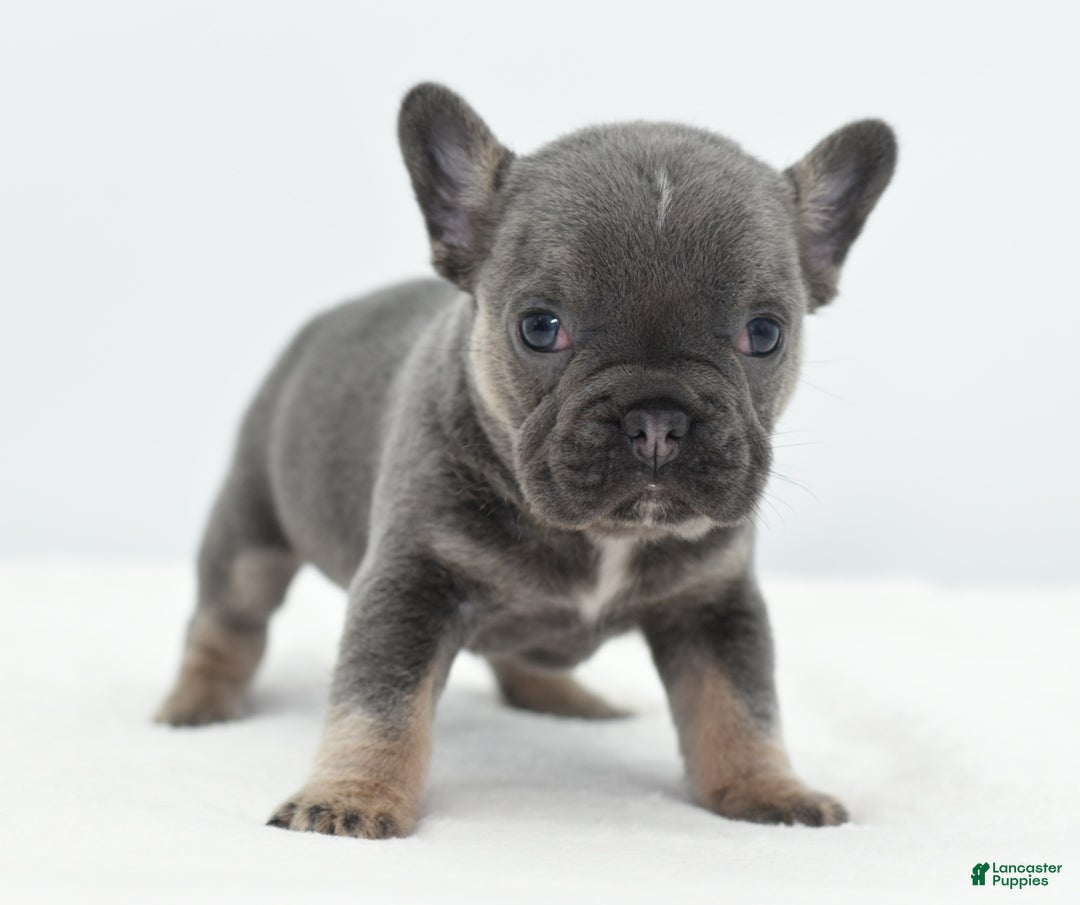 Mixed Breed dogs for sale: Queen lilac tricolor  - Ad 4