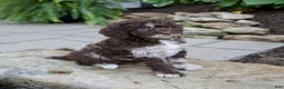 Mixed Breed dogs for sale: Fern - Ad 2
