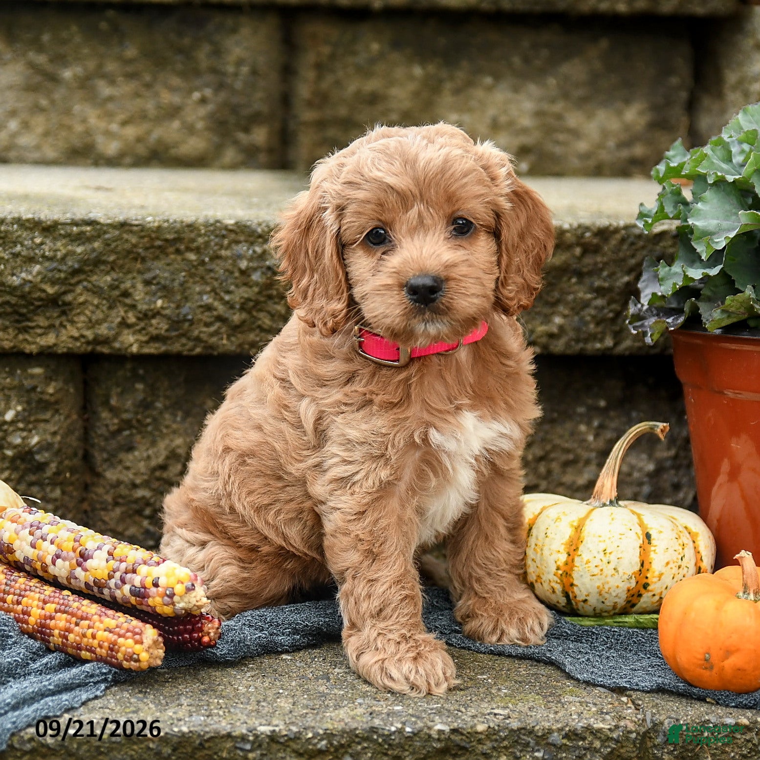 Cockapoo dogs Daisy - Ad 2